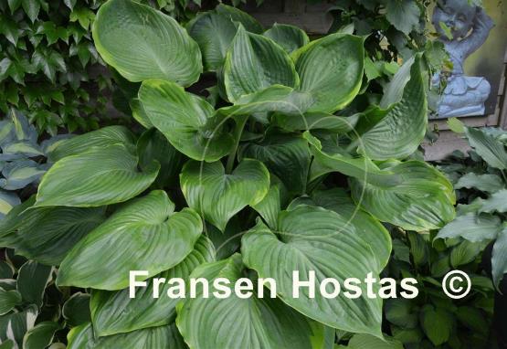 Hosta Sum it Up